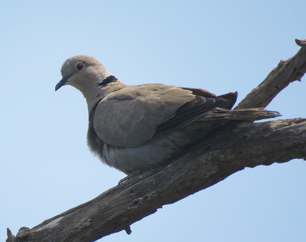 Eurasian Collared-Dove - Bram Piot