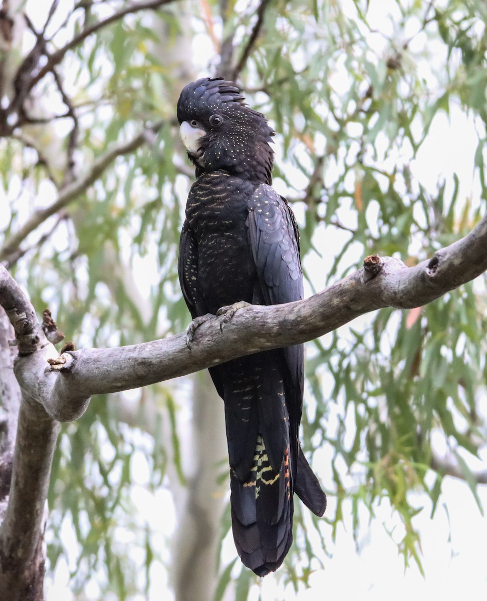 Red-tailed Black-Cockatoo - ML327470981