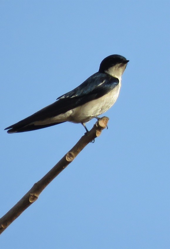 Pied-winged Swallow - Bram Piot