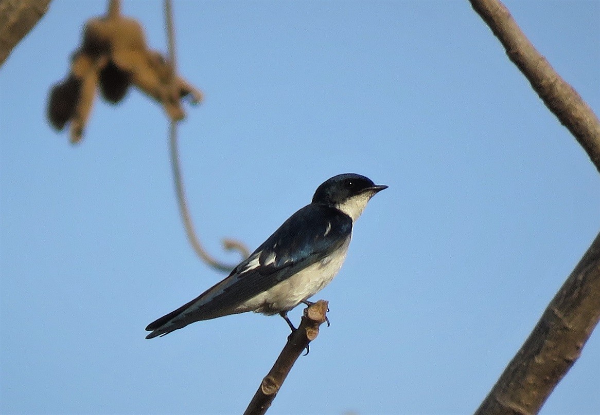 Pied-winged Swallow - ML327471121