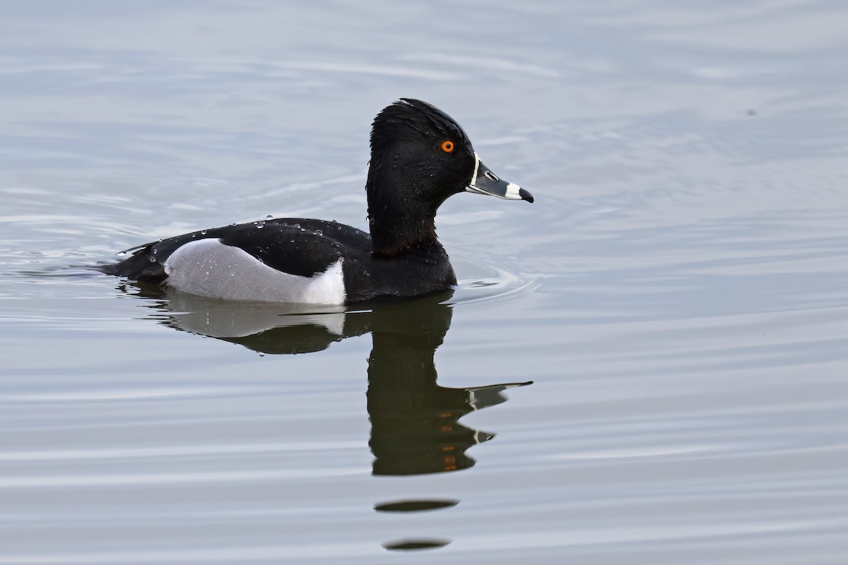 Ring-necked Duck - Daniel Jauvin