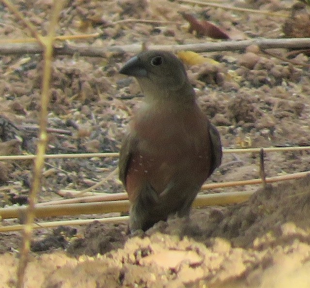 ML327471841 Black-faced Firefinch (Vinaceous) Macaulay Library