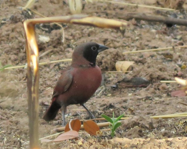 ML327471841 Black-faced Firefinch (Vinaceous) Macaulay Library