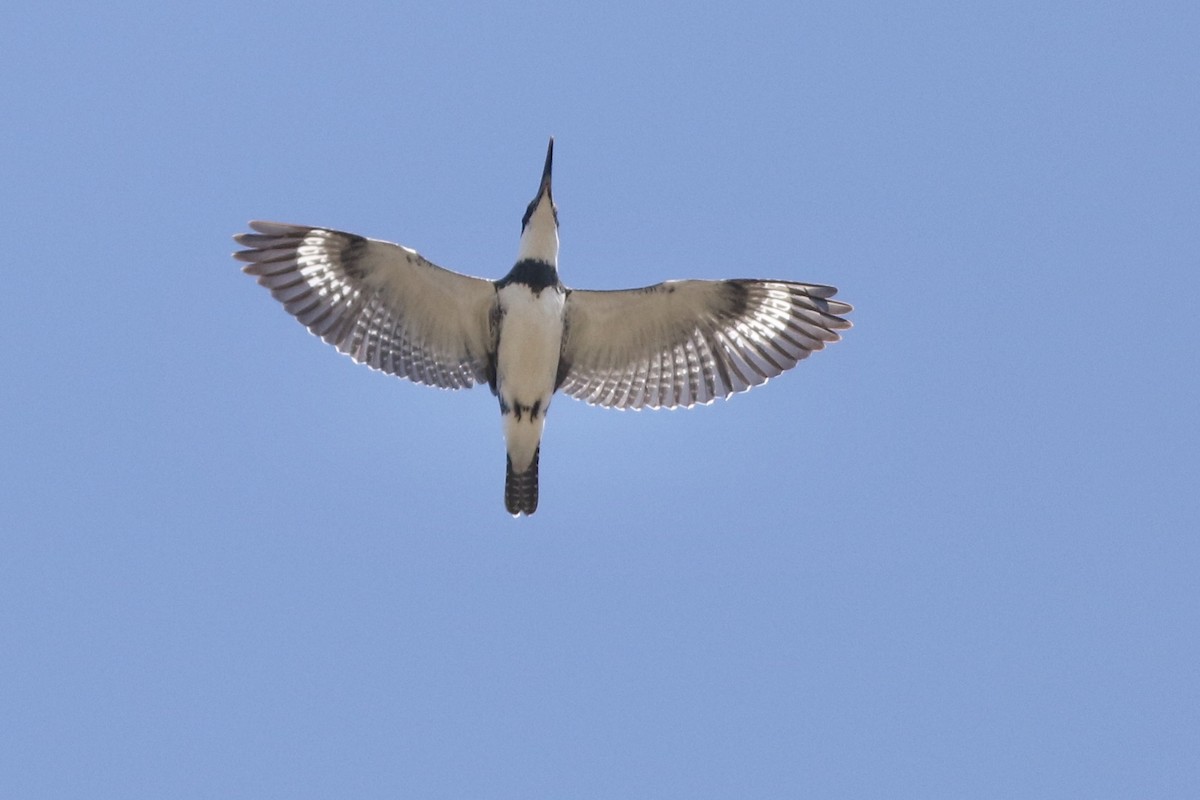 Belted Kingfisher - Karl Bardon