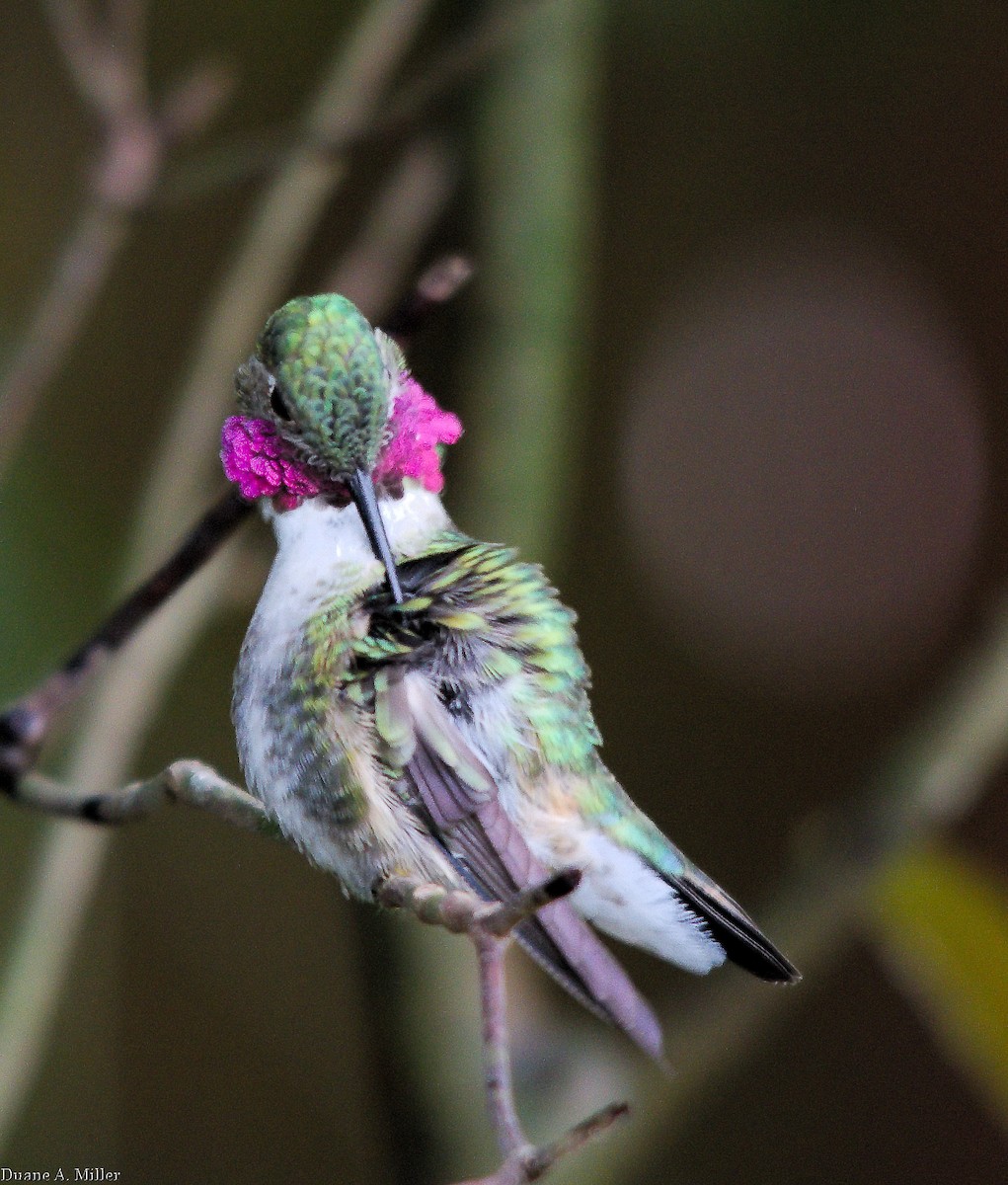 Broad-tailed Hummingbird - ML327474751