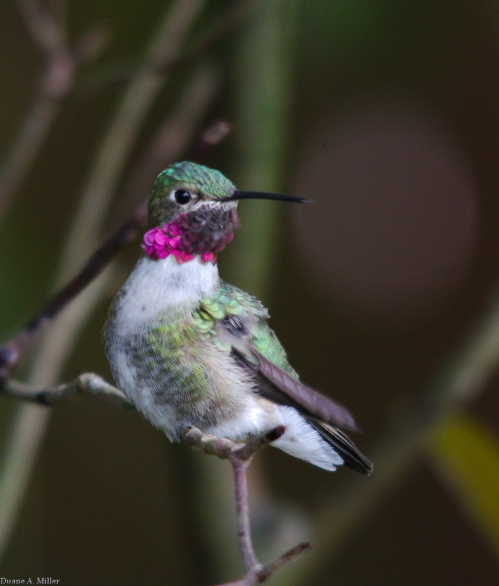 Broad-tailed Hummingbird - ML327474761