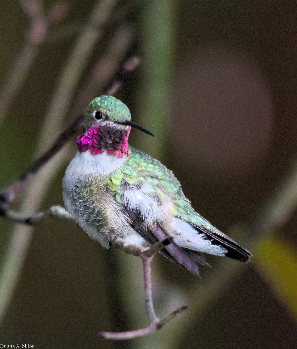 Broad-tailed Hummingbird - ML327474771