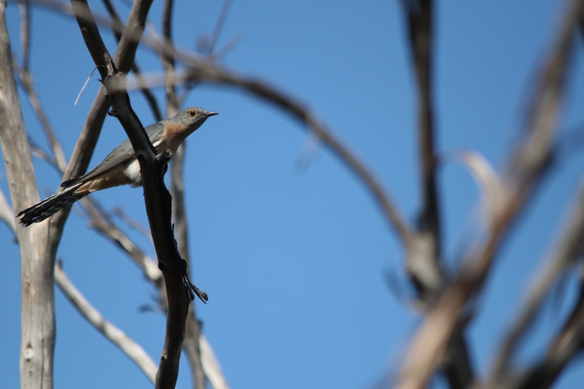 Fan-tailed Cuckoo - Ronan Mann-Betanzos