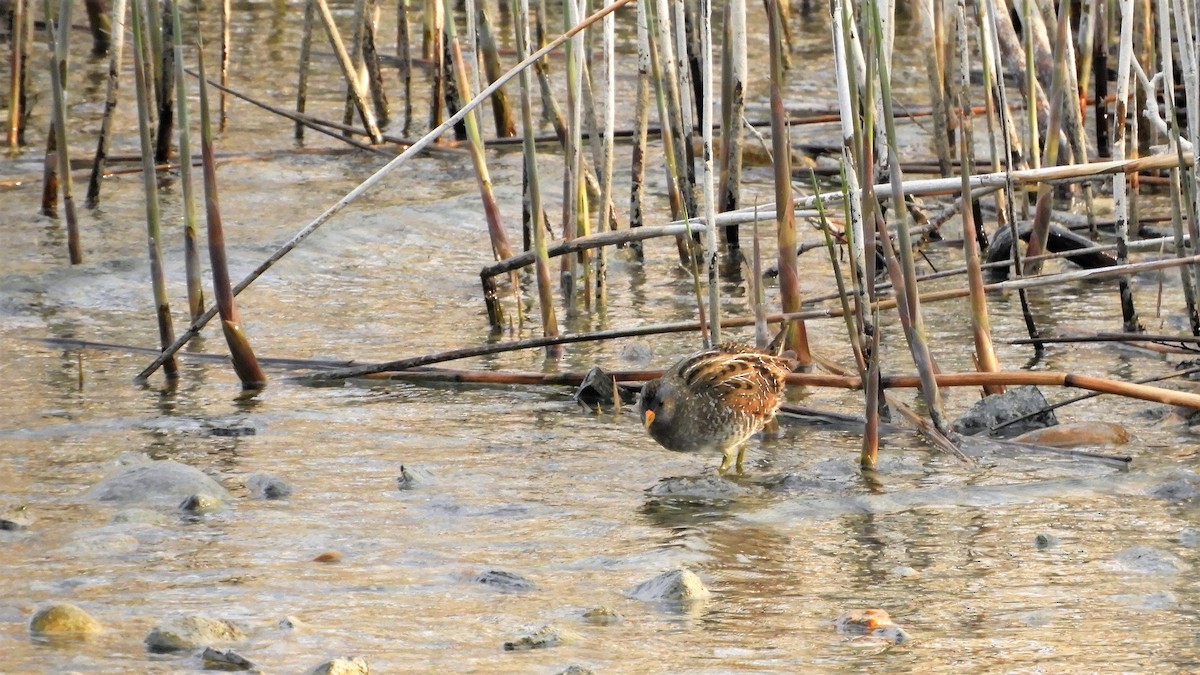 Spotted Crake - Andy  Woodward