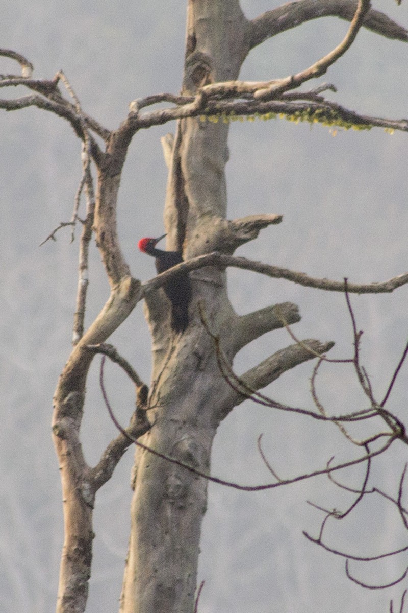 White-bellied Woodpecker - ML327483131