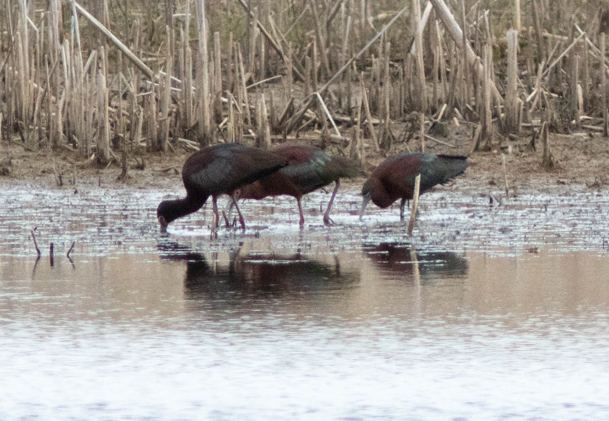 ibis hnědý - ML327485021
