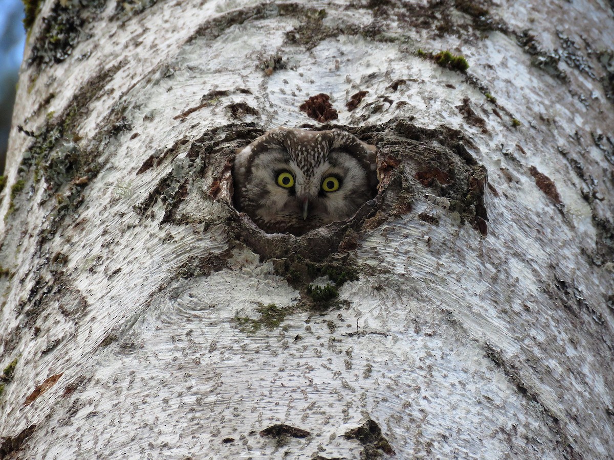 Boreal Owl - Emilien Vadam