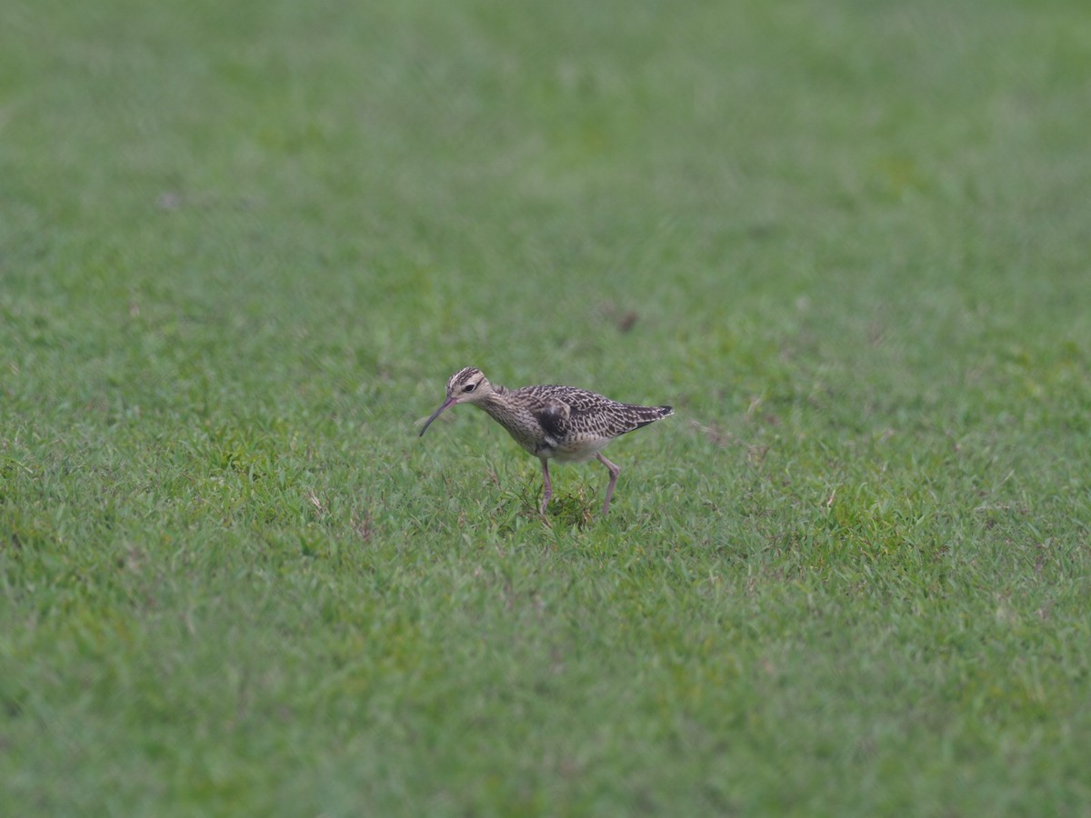 Little Curlew - Heather Ketebengang