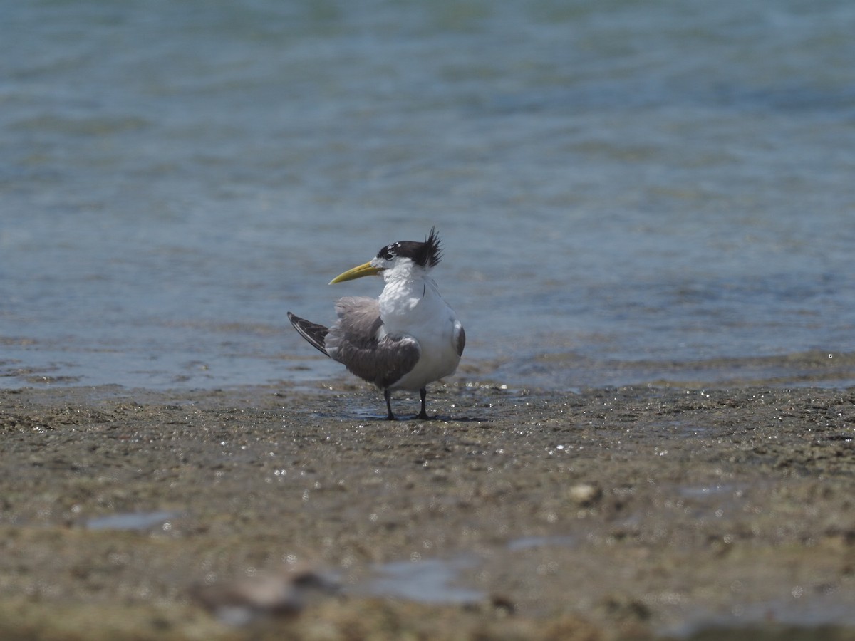 Great Crested Tern - Heather Ketebengang