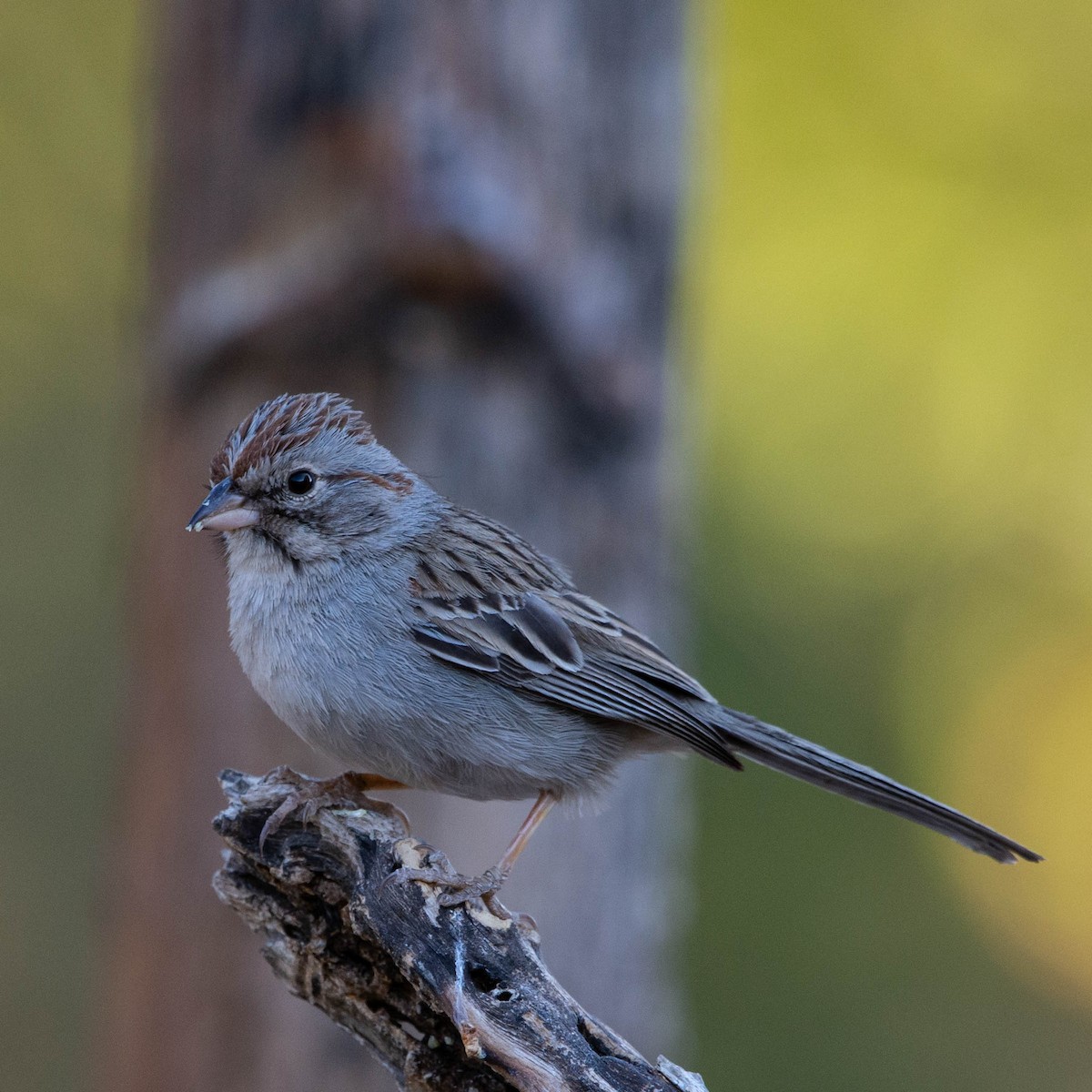 Rufous-winged Sparrow - ML327493881