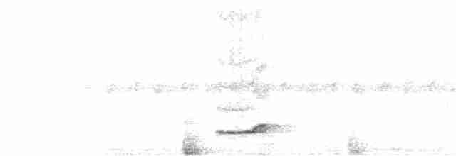 Bändernachtschwalbe - ML327494521