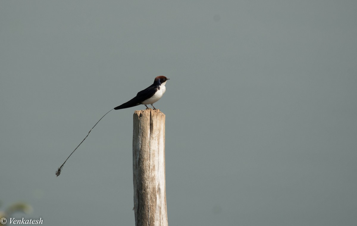 Wire-tailed Swallow - ML327496621