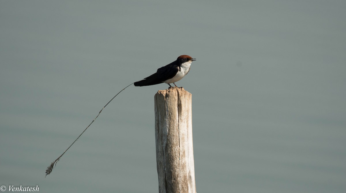 Wire-tailed Swallow - ML327496641