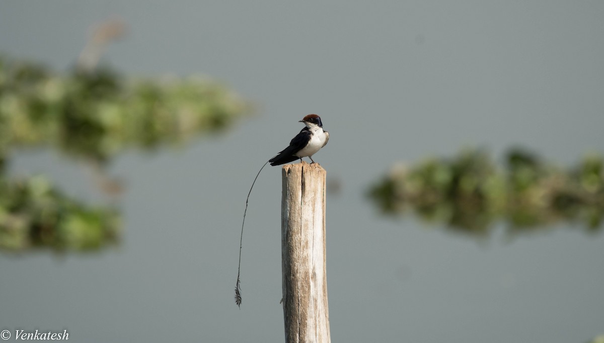Wire-tailed Swallow - ML327496651