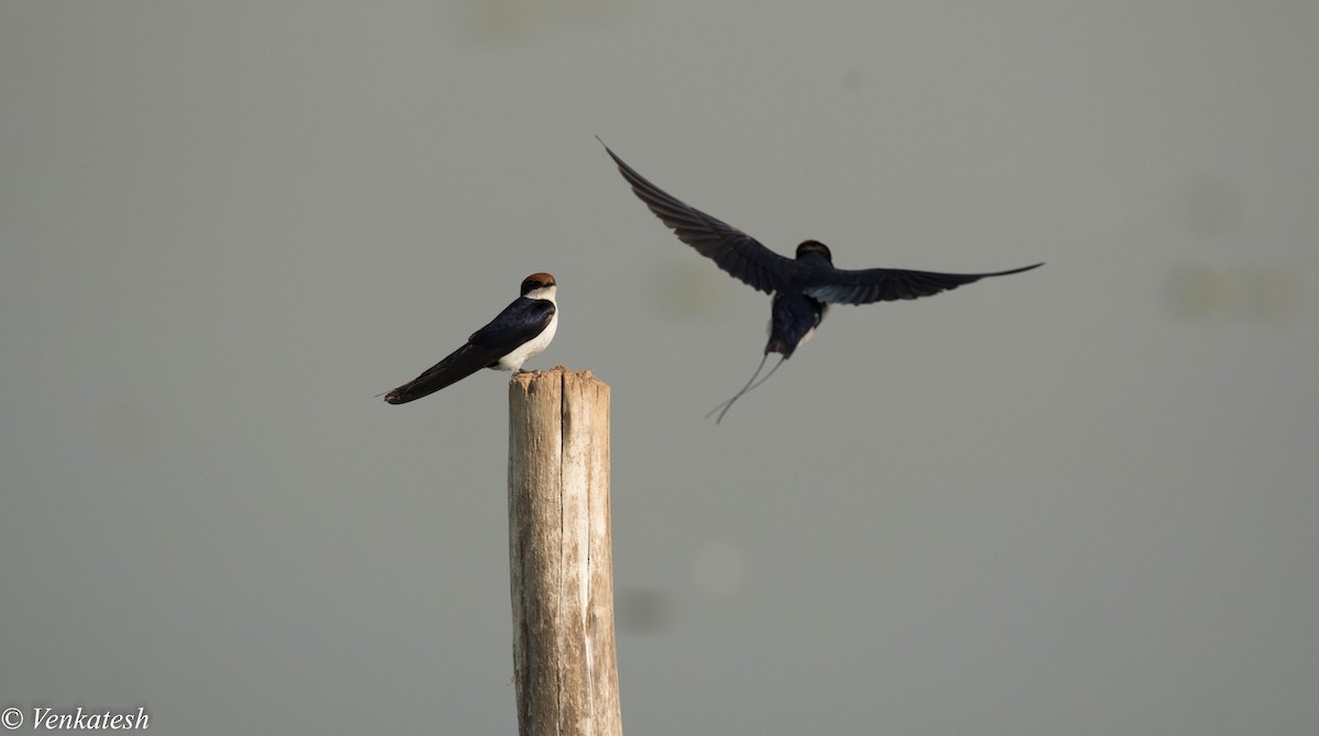 Wire-tailed Swallow - ML327496661