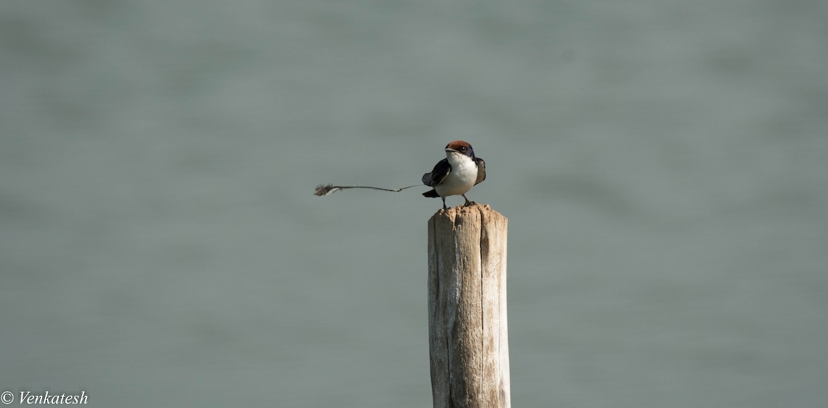 Wire-tailed Swallow - ML327496691