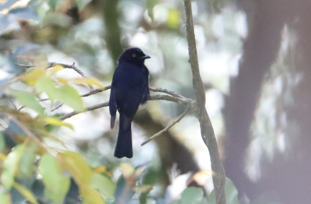 Western Square-tailed Drongo - ML327496721