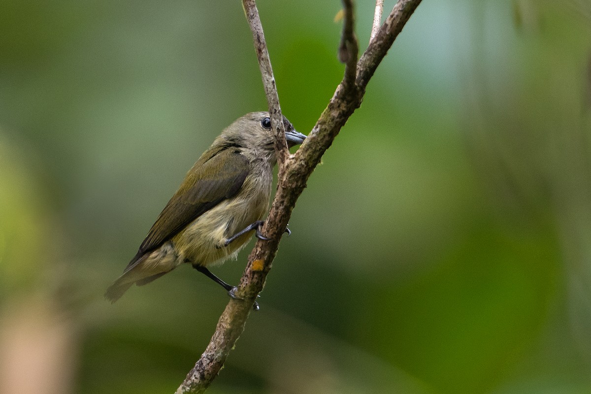 Andaman Flowerpecker - ML327505351