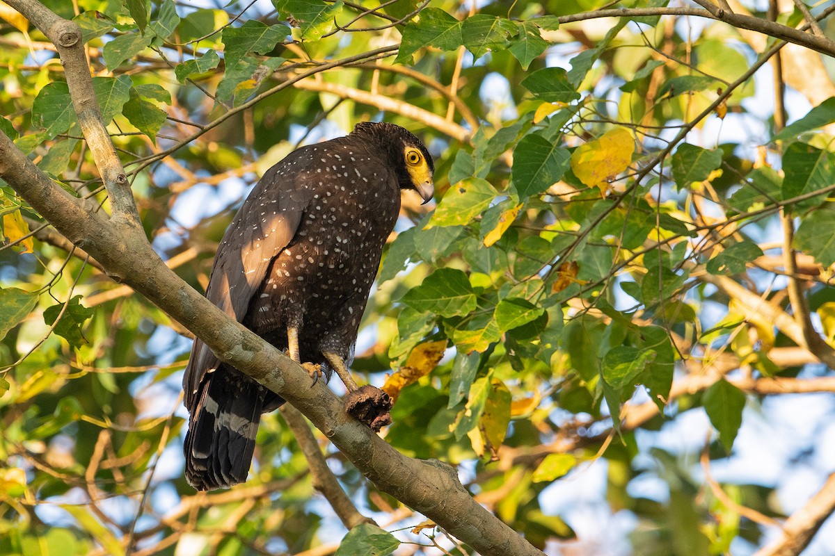 Andaman Serpent-Eagle - ML327506241