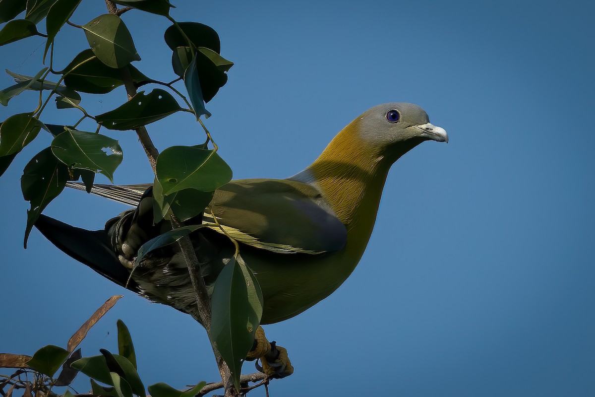 Yellow-footed Green-Pigeon - Murthy Putrevu
