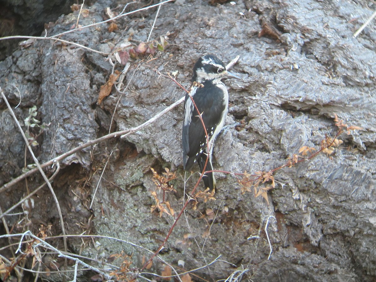 Hairy Woodpecker - Dave Slager