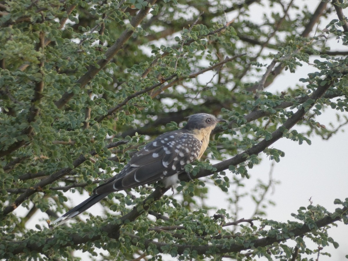 Great Spotted Cuckoo - ML327508191