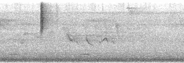 Орел-чубань сулавеський - ML32751