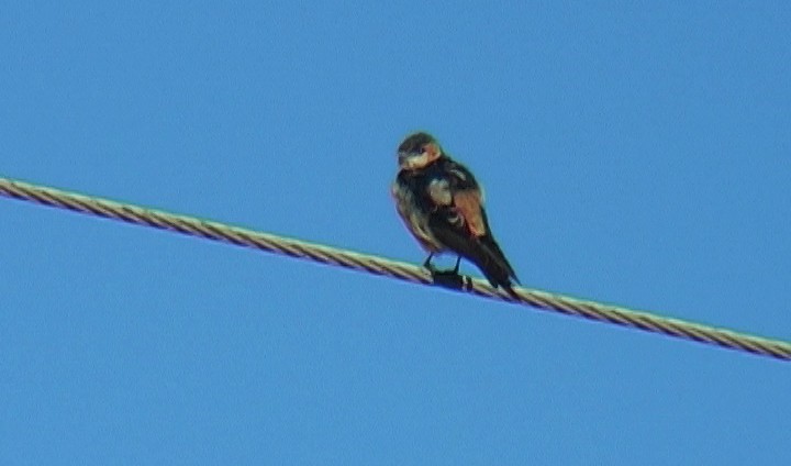 Red-rumped Swallow (Red-rumped) - ML327511481