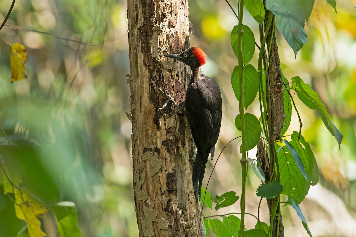 Andaman Woodpecker - ML327511521