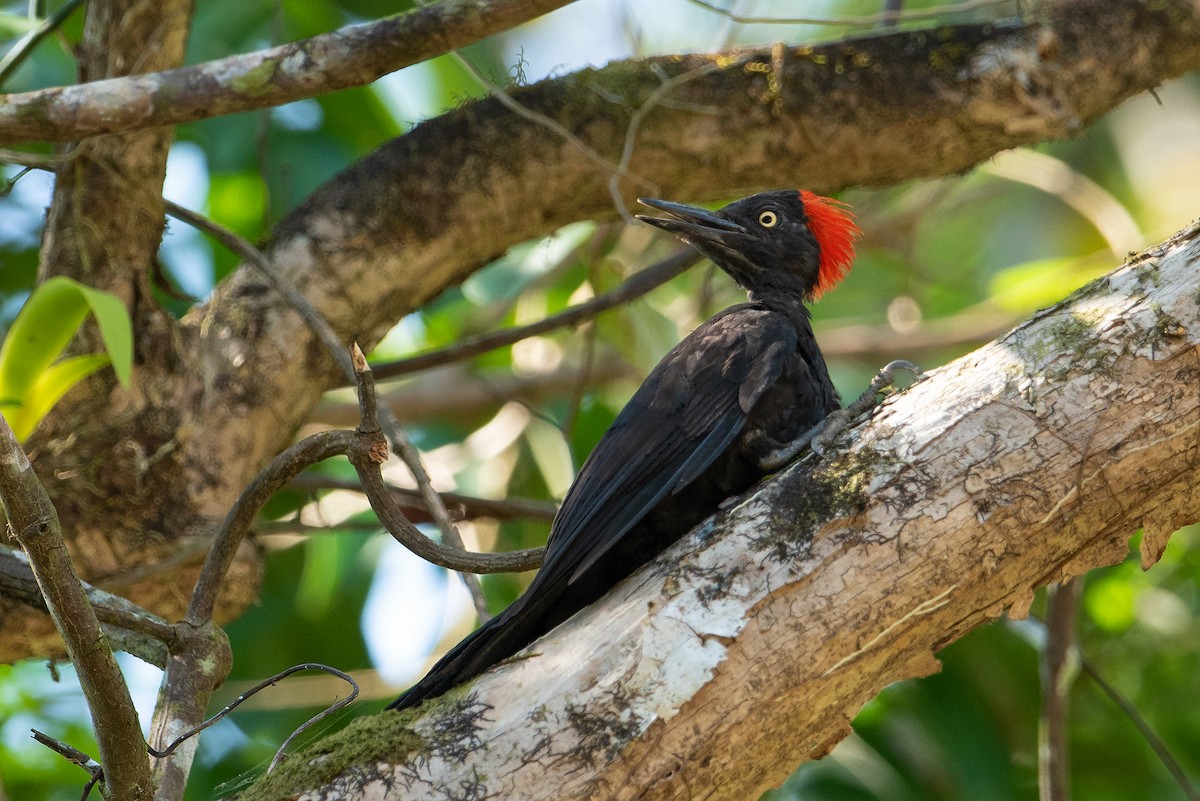 Andaman Woodpecker - ML327513691