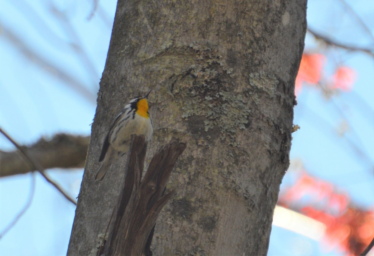 Yellow-throated Warbler - ML327514311