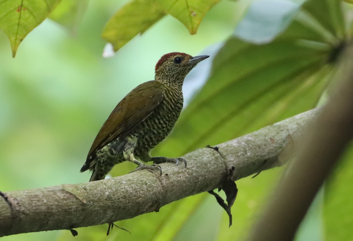 Green-backed Woodpecker (Little Green) - Marc Languy