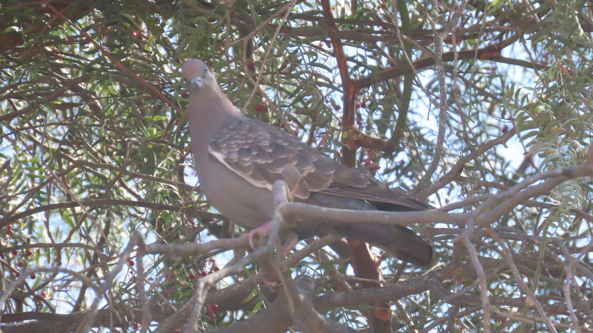 Spot-winged Pigeon - ML327523571