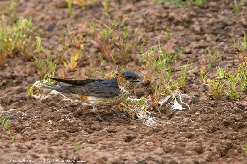 Red-rumped Swallow - ML32752471
