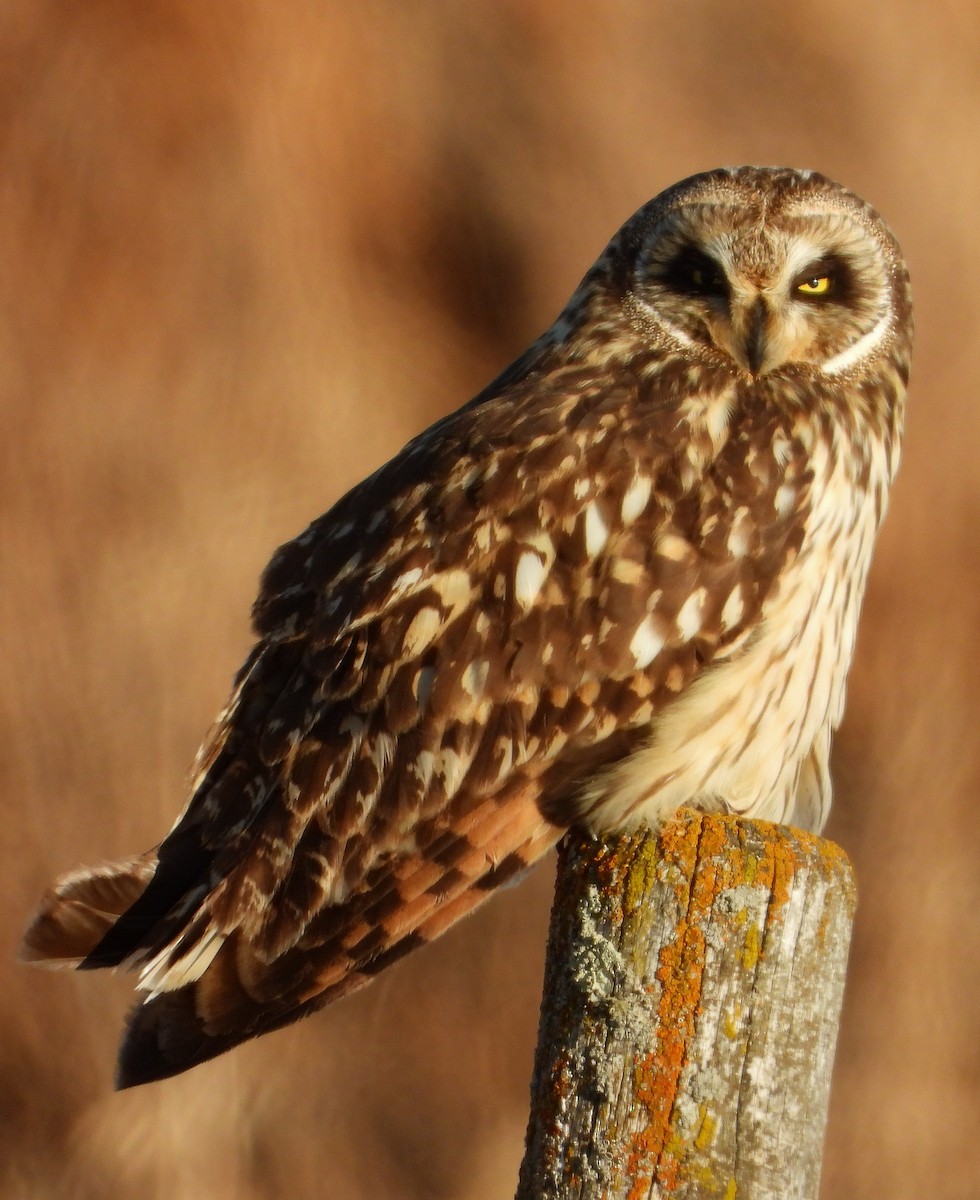 Short-eared Owl - Richard Klauke