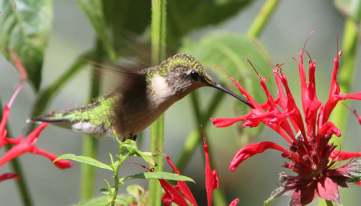 Ruby-throated Hummingbird - ML32753641