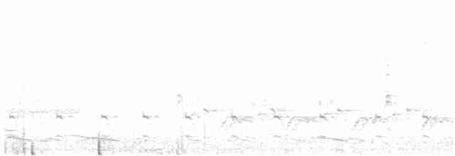 Перепончатопалый улит (semipalmata) - ML327536901