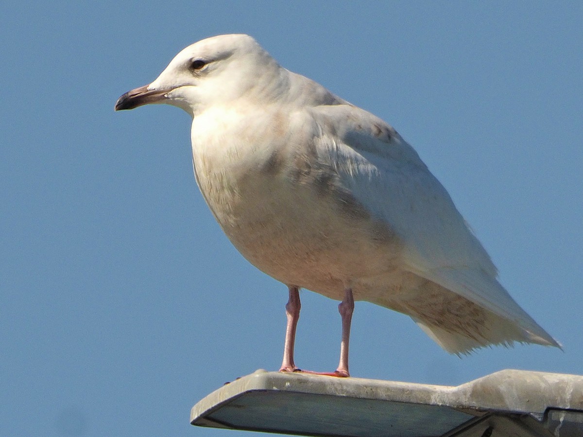 Iceland Gull - Brian Carruthers