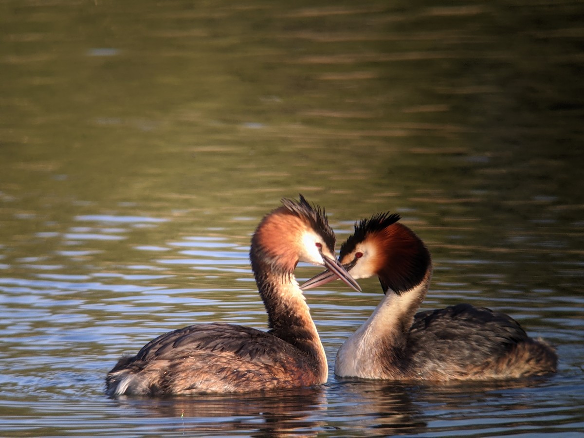Great Crested Grebe - ML327543721