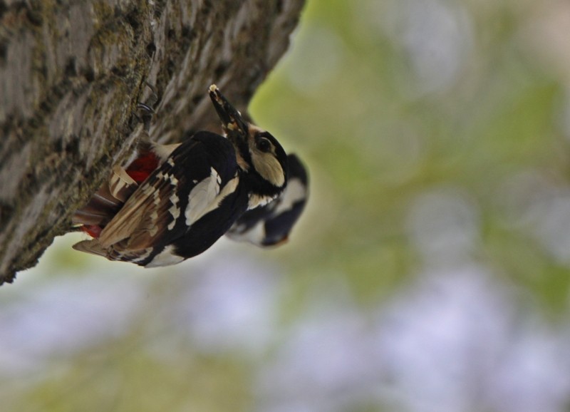 Great Spotted Woodpecker - ML327547211