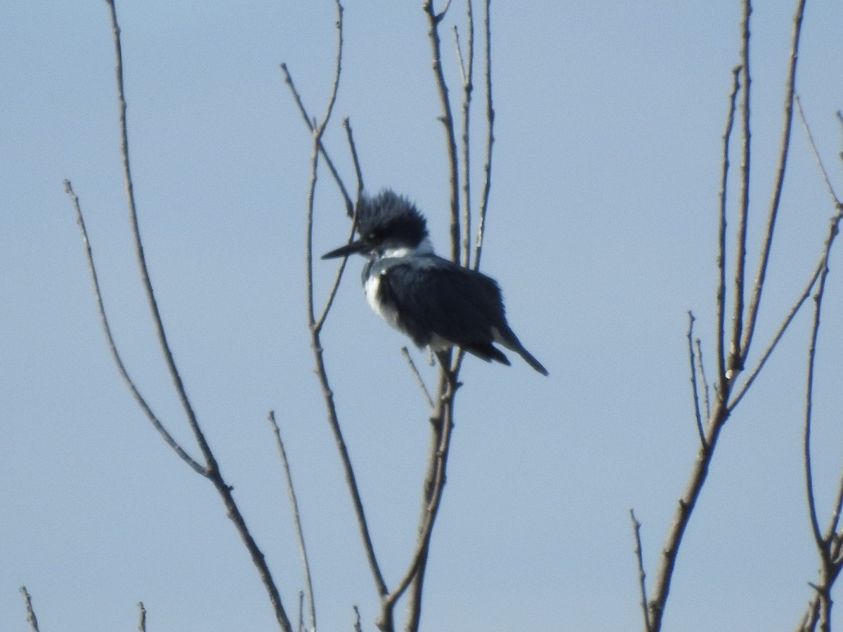 Belted Kingfisher - Clayton Will