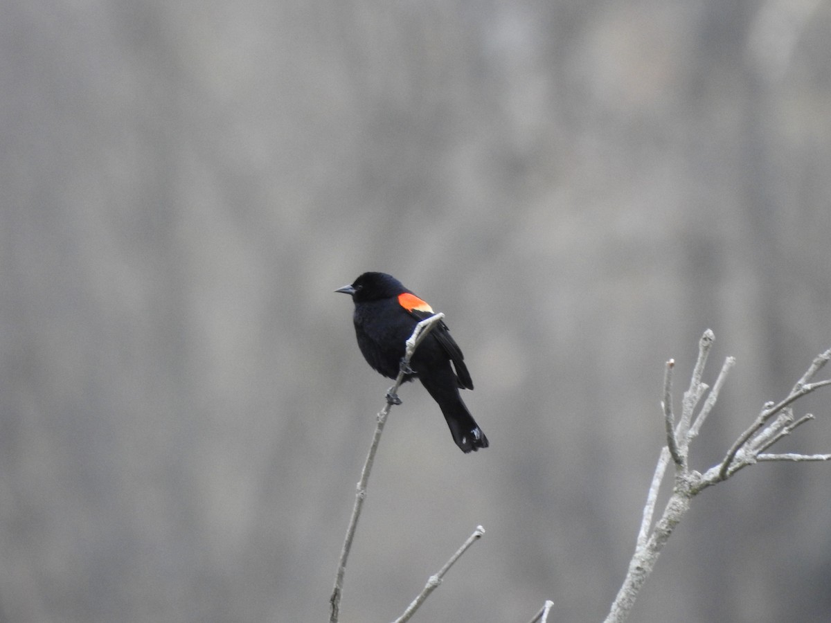 Red-winged Blackbird - ML327559261