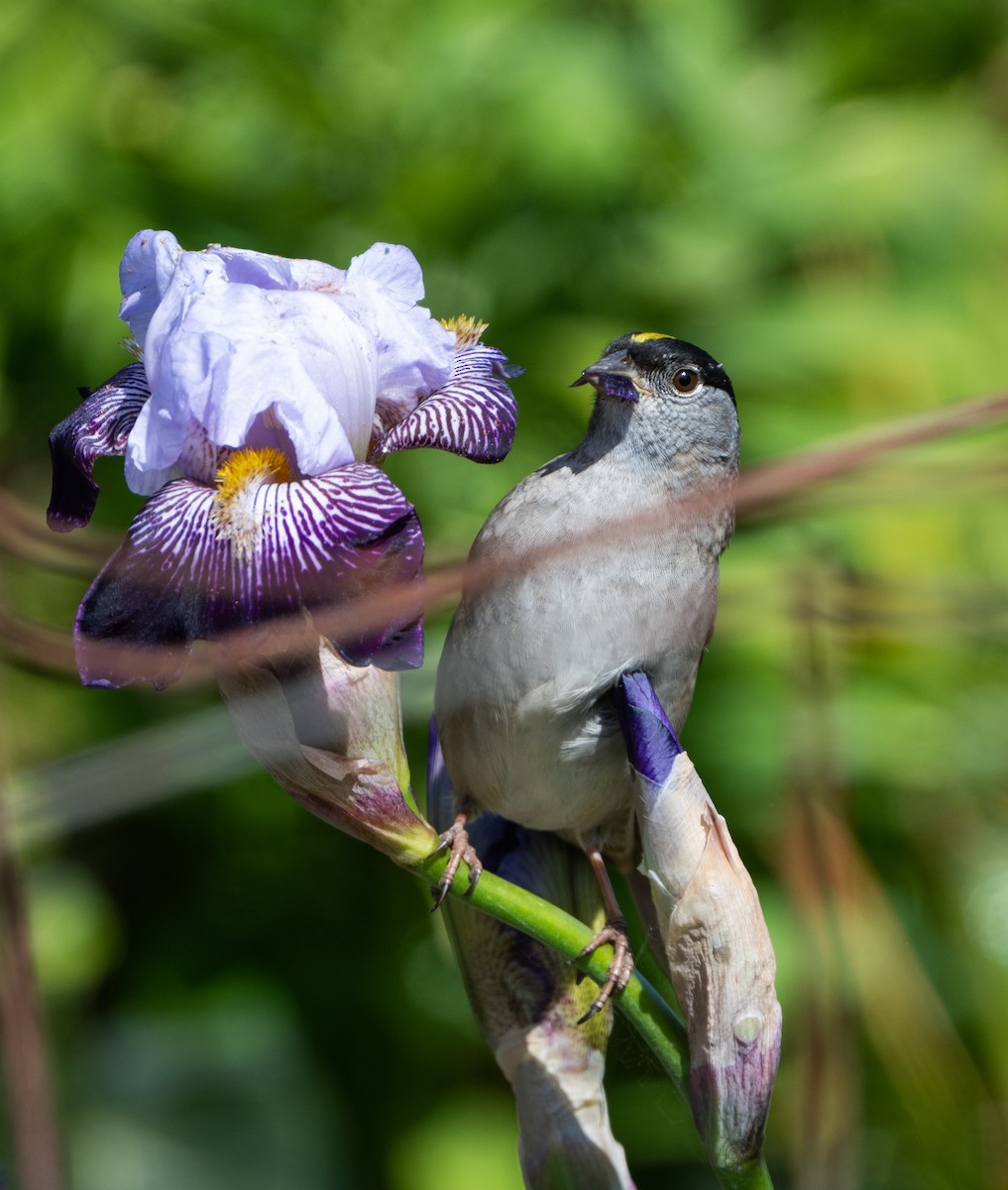 Golden-crowned Sparrow - Wen Hsu