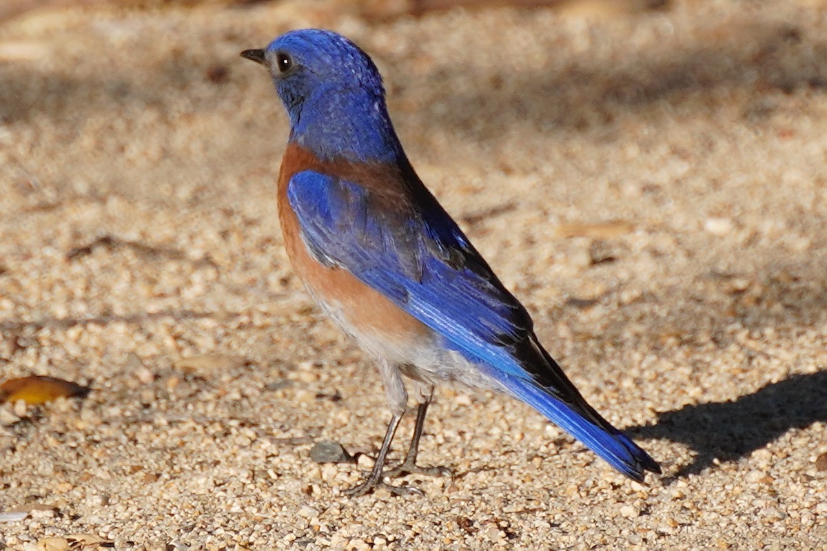 Western Bluebird - Amber Zertuche