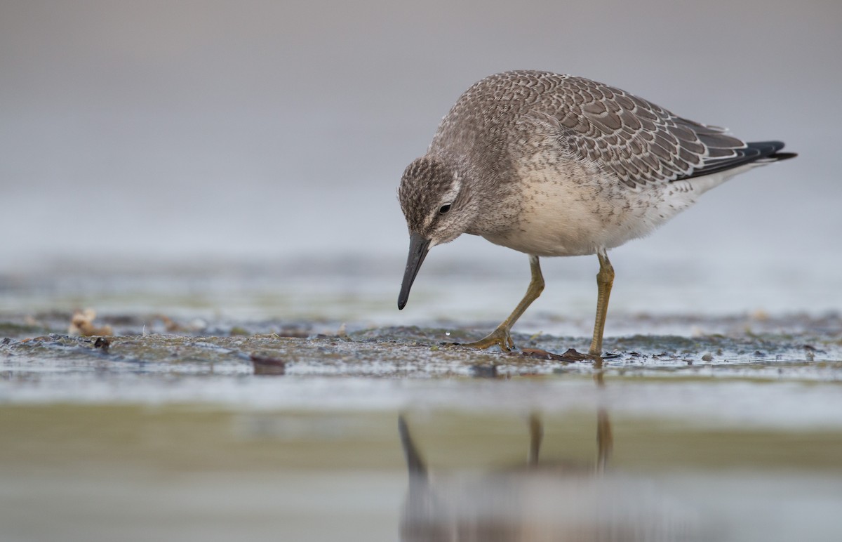 Red Knot - ML32756571